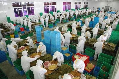 探訪粽子大王五芳齋 一天能包180萬只粽子的傳奇